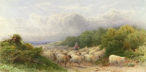 Schapen op de Downs